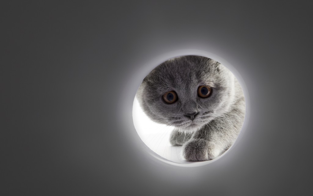 A gray cats face looking into a tunnel